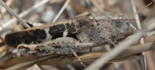 Aiolopus strepens